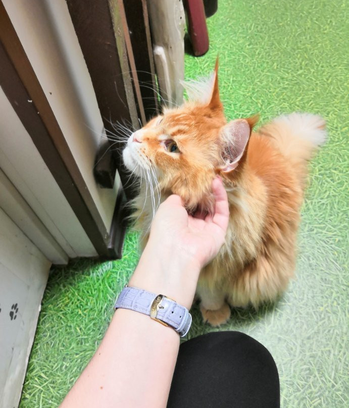 The Cat Museum景点图片