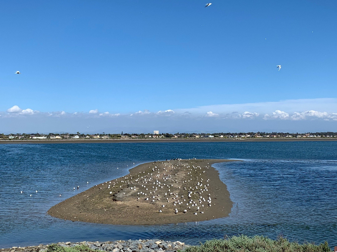 Bolsa Chica Ecological Reserve-亨廷顿海滩必去景点