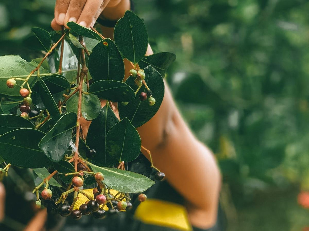 Serendib Adventures - Madu River-巴拉碧提雅必去景点
