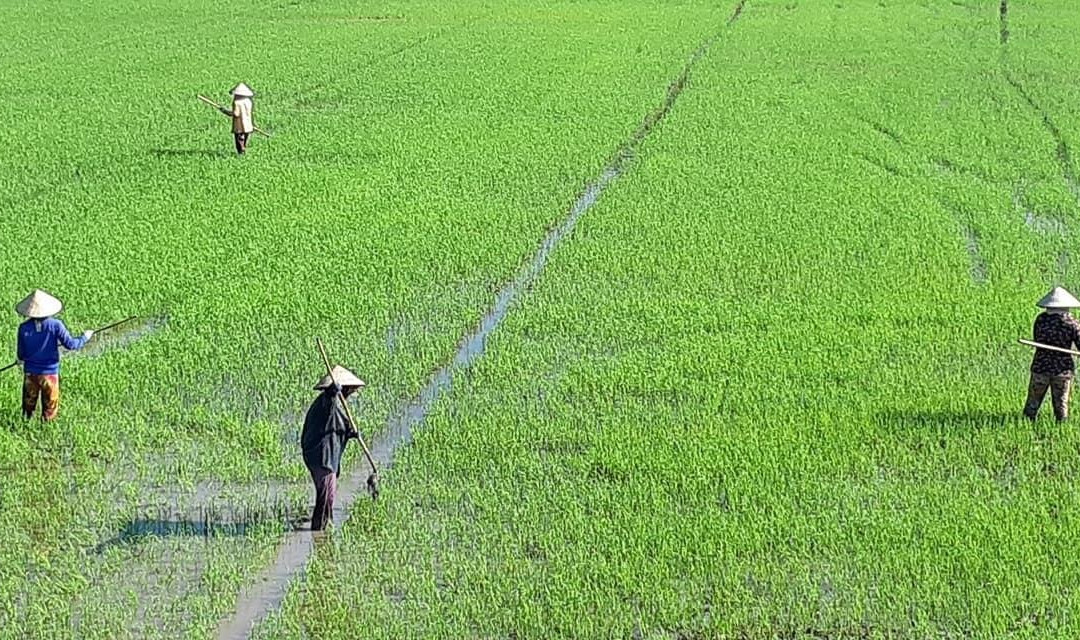 Mekong Realism-芹苴必去景点
