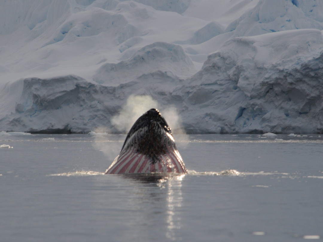 Cierva Cove-Antarctic Peninsula必去景点
