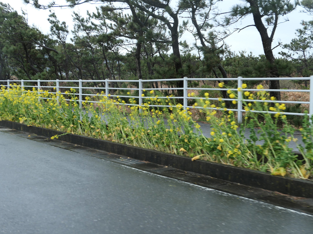 Boso Flower Line-馆山市必去景点