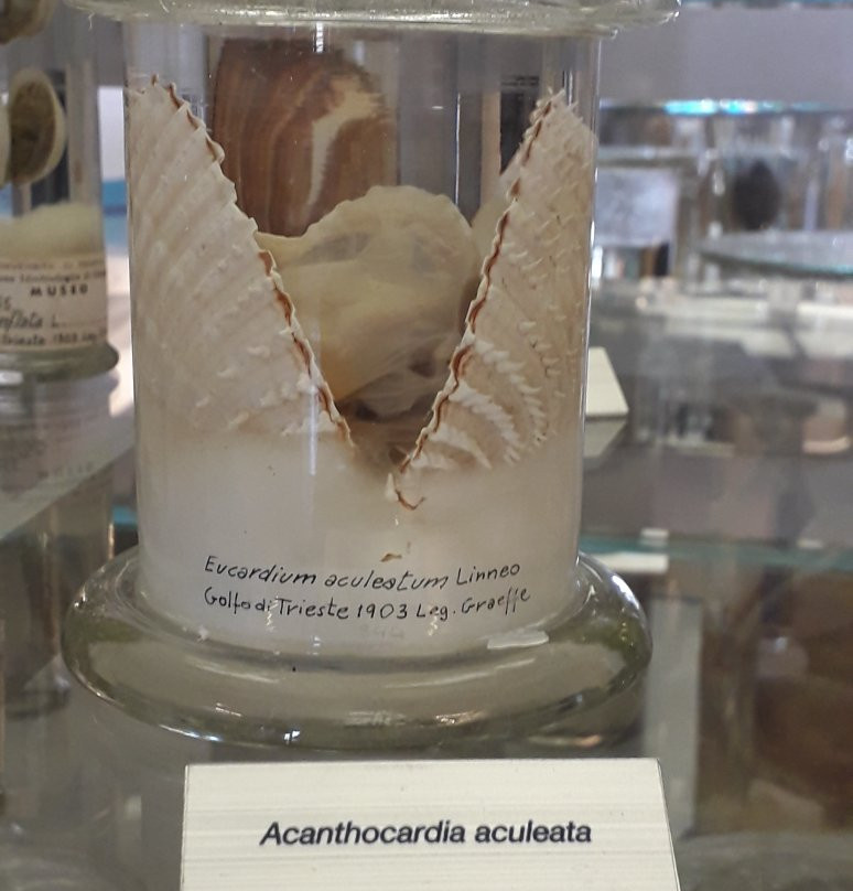 Museo di Zoologia Adriatica Giuseppe Olivi-基奥贾必去景点