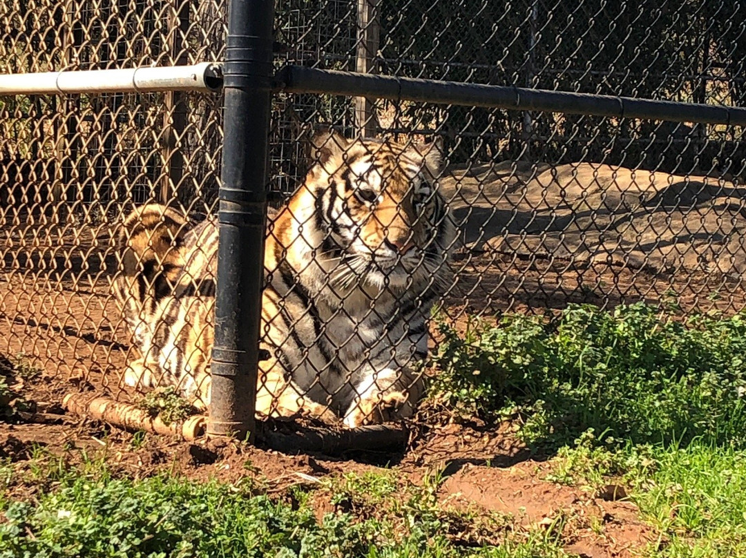 Tiger Creek Animal Sanctuary景点图片