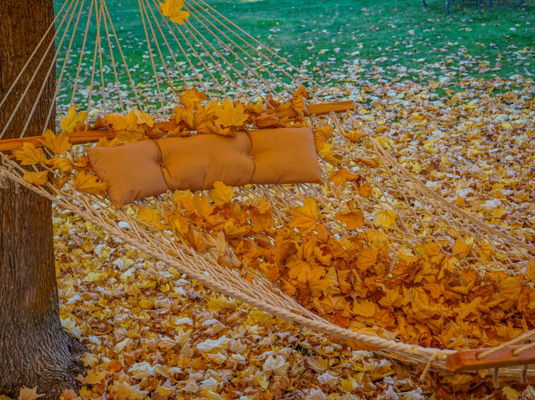 The Virginian Resort主图