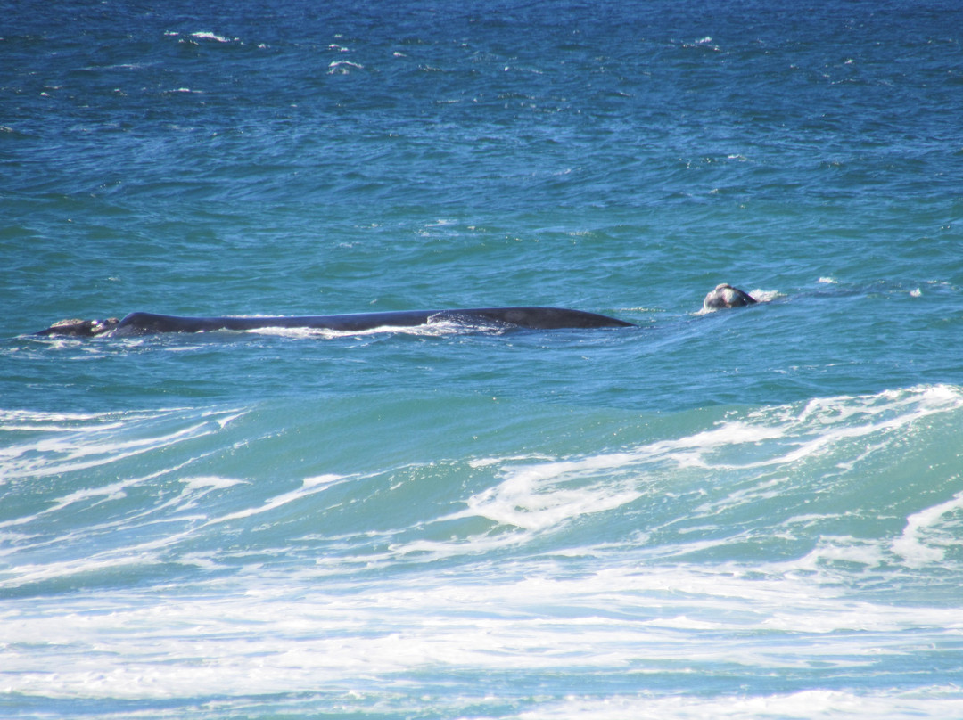 Ao Sul Natural-Imbituba必去景点