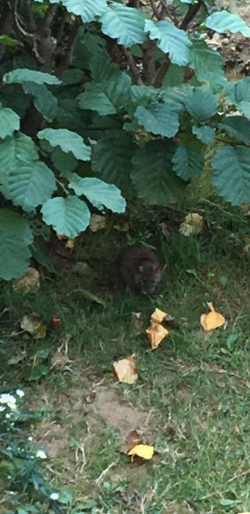 夏特勒斯洛吉斯酒店餐厅-官方
