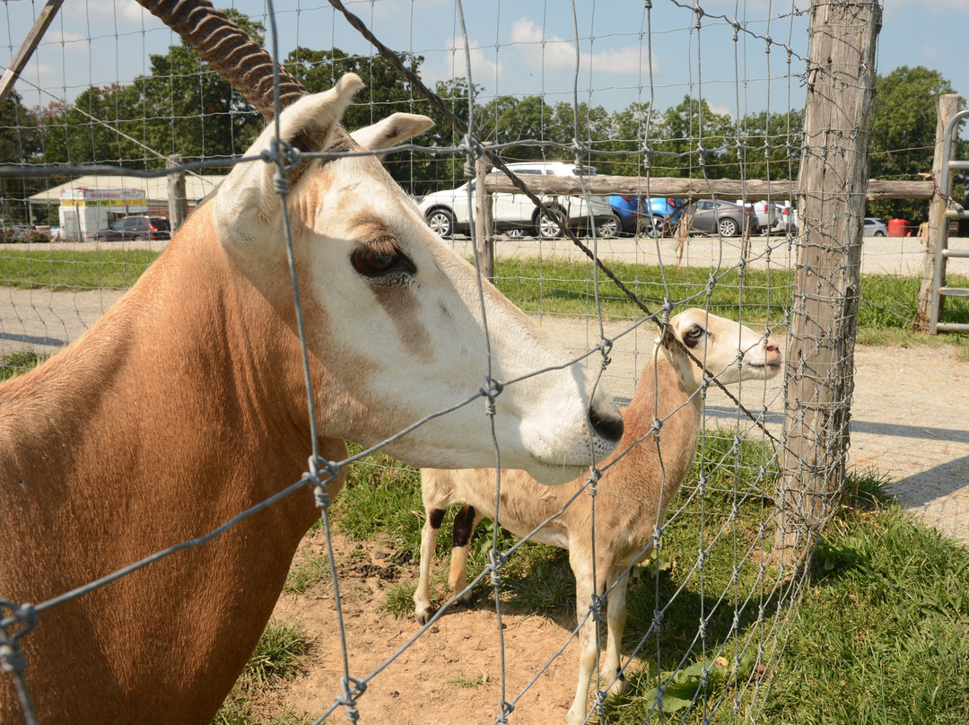 Critter Lane-Valles Mines必去景点