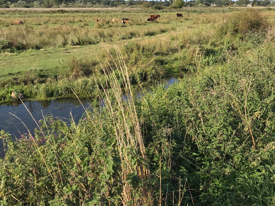 Carlton Marshes Nature Reserve景点图片