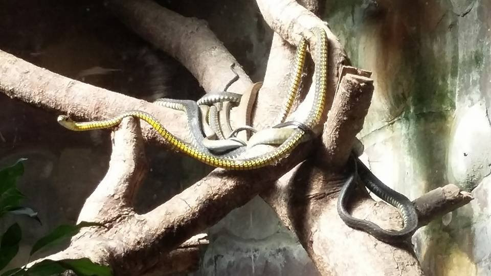 Ndlondlo Reptile Park-巴利托必去景点