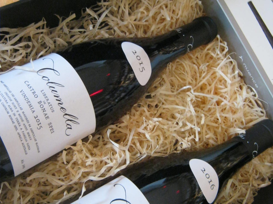 Vino Pronto-开普敦中心区必去景点