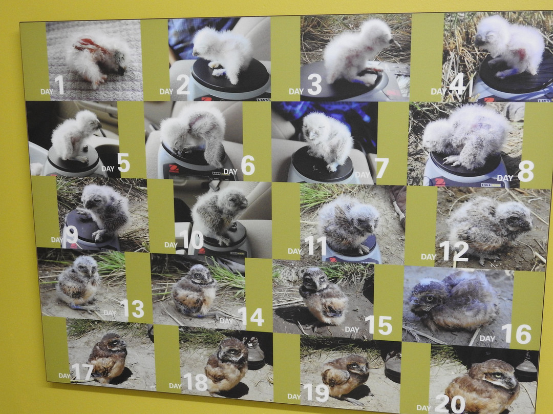 Saskatchewan Burrowing Owl Interpretive Centre-穆斯乔必去景点