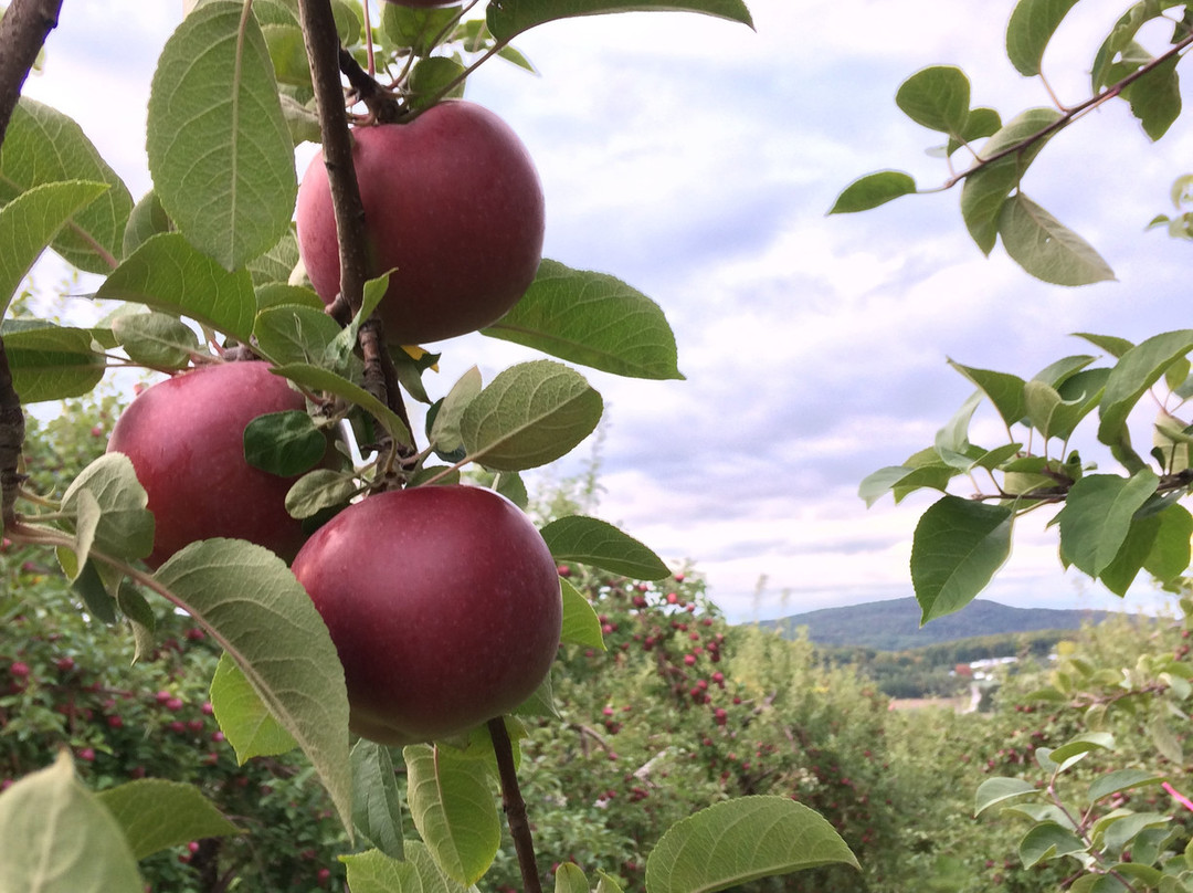 Labonte de la pomme-Oka必去景点