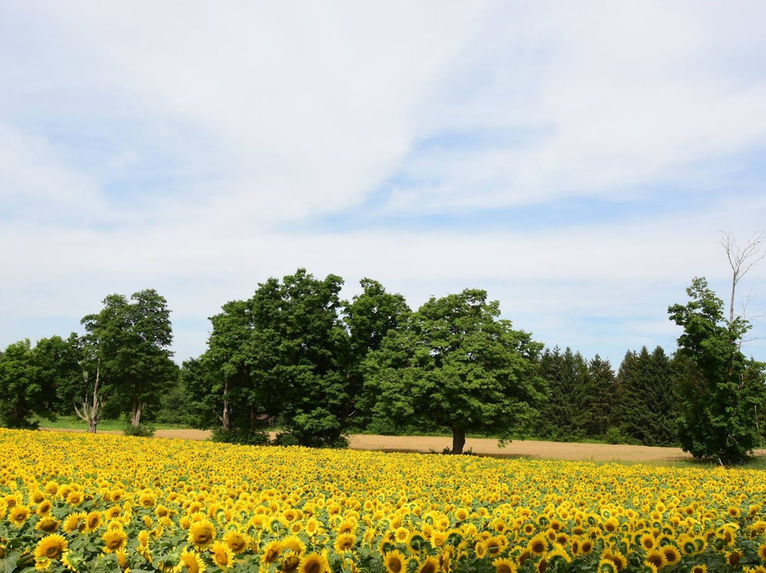 Davis Family Farm-卡利登必去景点
