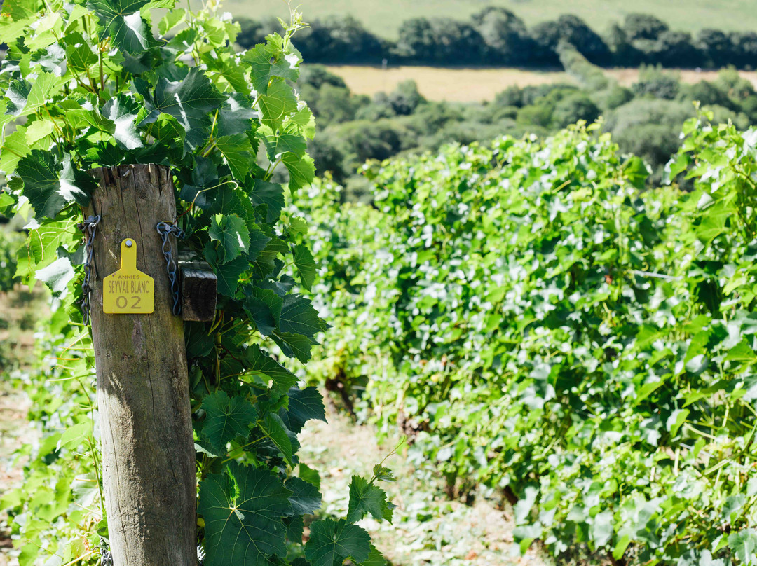 Cornish Wine Tasting景点图片