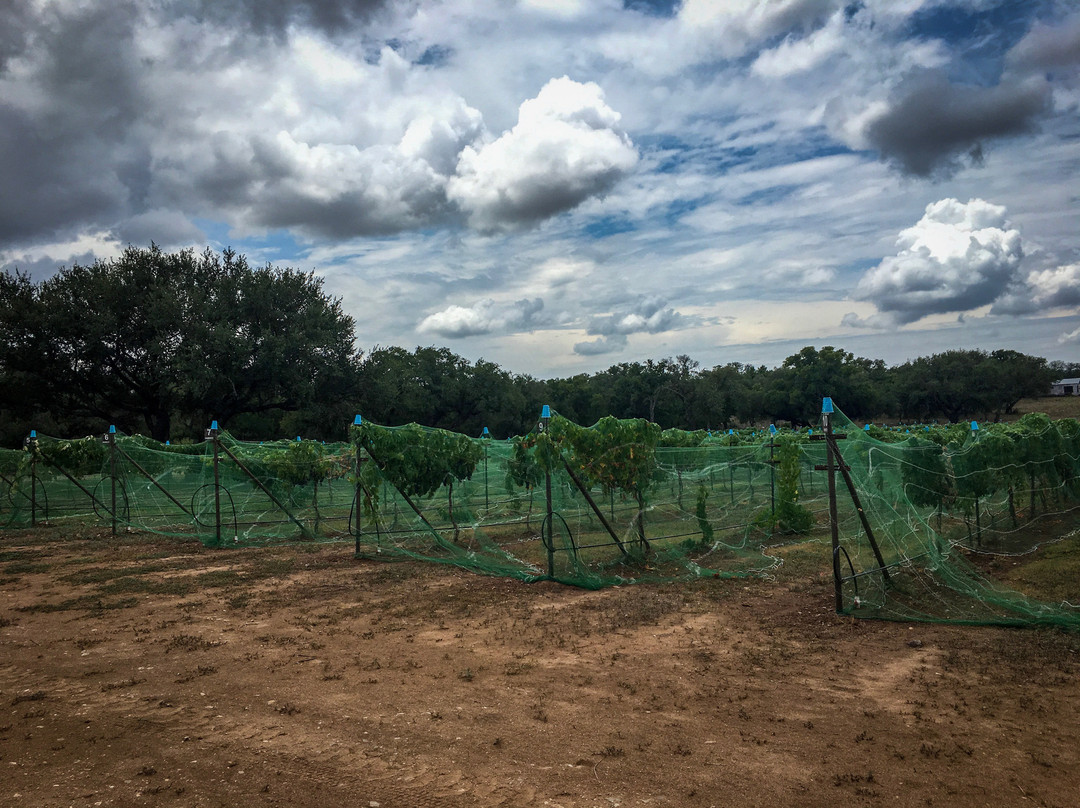 Fiesta Vineyard & Winery-Lometa必去景点