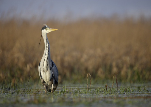 Maison du parc naturel regional des Marais du Cotentin et du Bessin-Saint-Come-du-Mont必去景点
