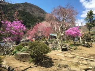 Kichijouji Temple景点图片