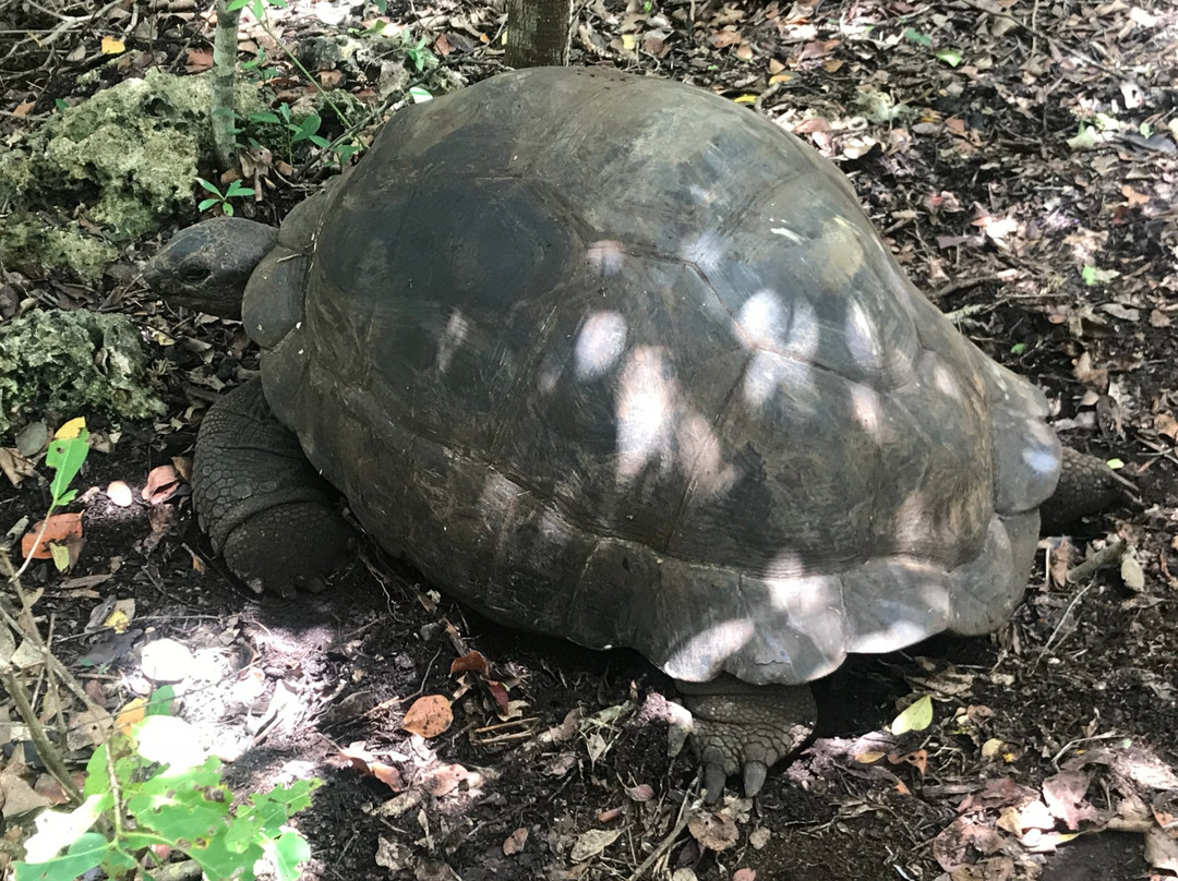 Ibra Taxi Driver Zanzibar-帕杰必去景点