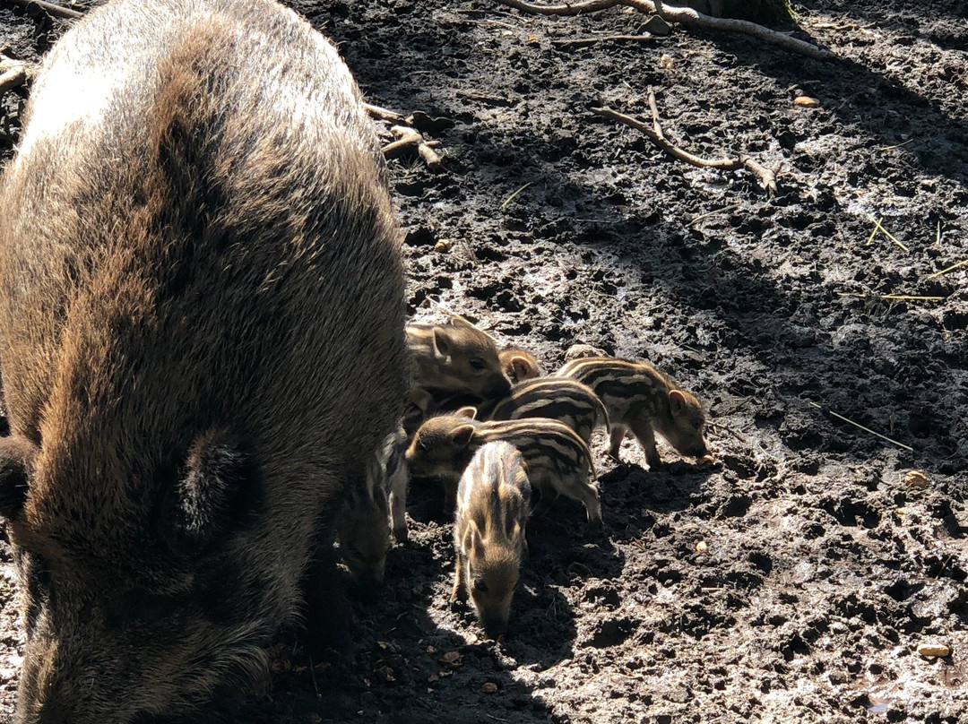 Wildschweingehege (Wild Pig Enclosure)-菲尔特必去景点