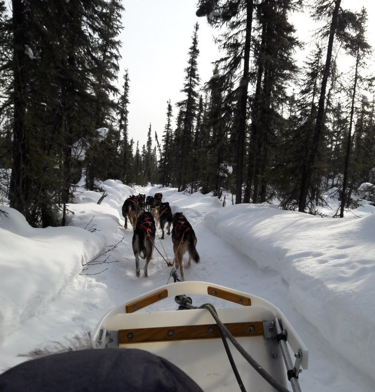Frisky Pups Bed & Breakfast and Sled Dog Tours-费尔班克斯必去景点