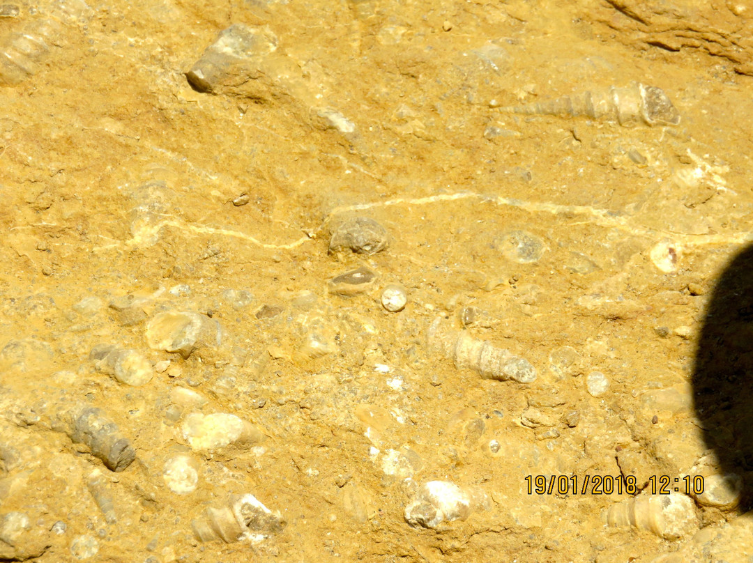 Zarcillo Paradise主图