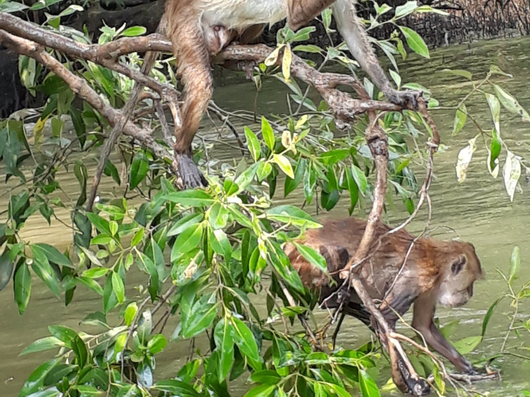 Klong Kone Mangrove Forest景点图片