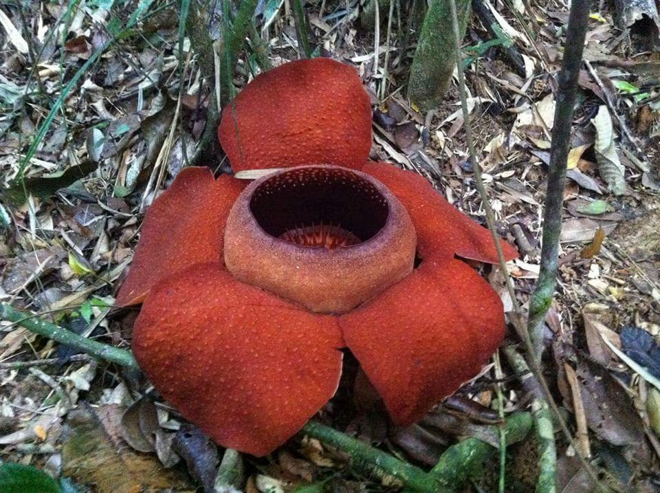 Khao Sok Country Resort主图