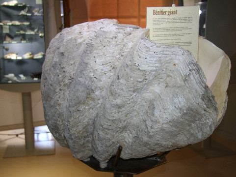 Musée de la Nacre - Gallet Nacres-Ile d'Aix必去景点