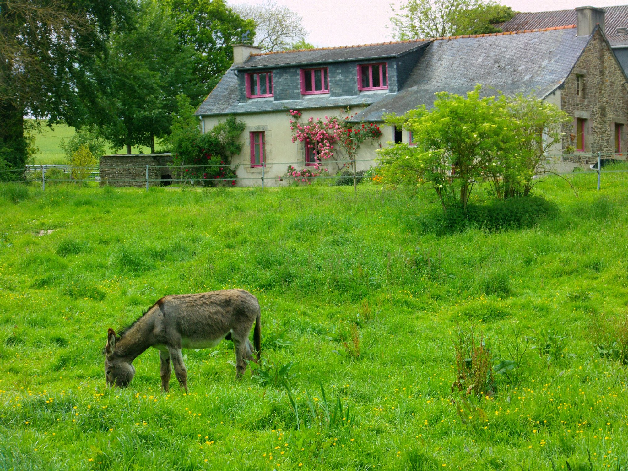 Les Anes Sont Dans le Pré-官方