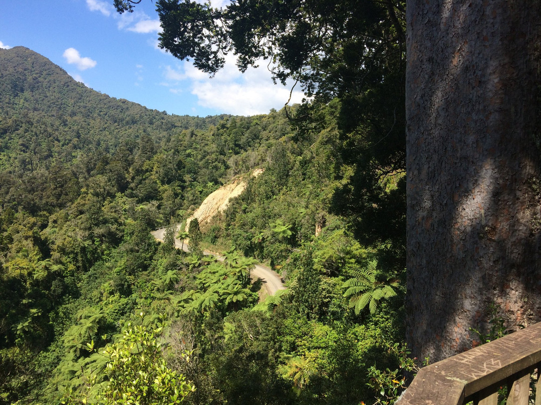Square Kauri Tree景点图片