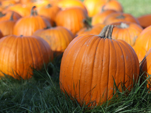 Triple M Farm: Mariah's Mums & More-Clinton必去景点