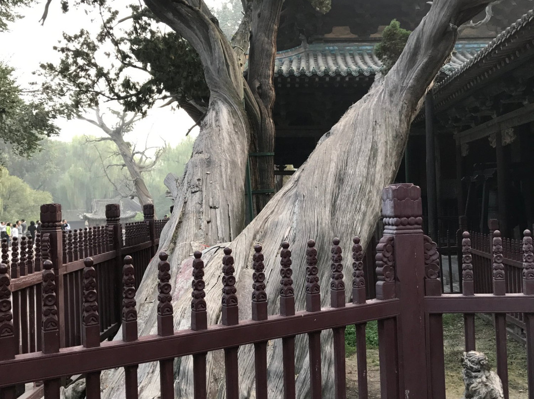 周柏唐槐-太原市必去景点