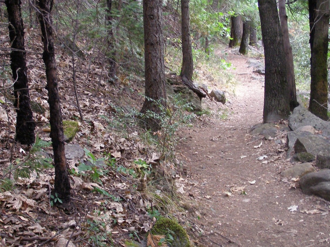 Dunsmuir Botanical Gardens景点图片