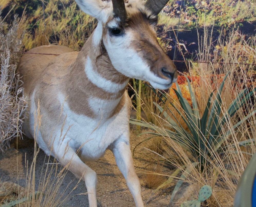 MontanaWILD-赫勒拿必去景点