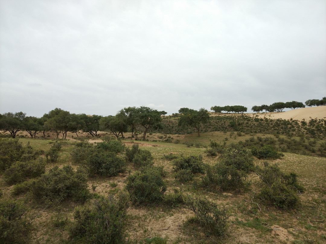 金莲川草原-正蓝旗必去景点