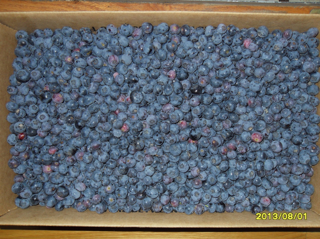 Border Country Berries-Sault Ste. Marie必去景点