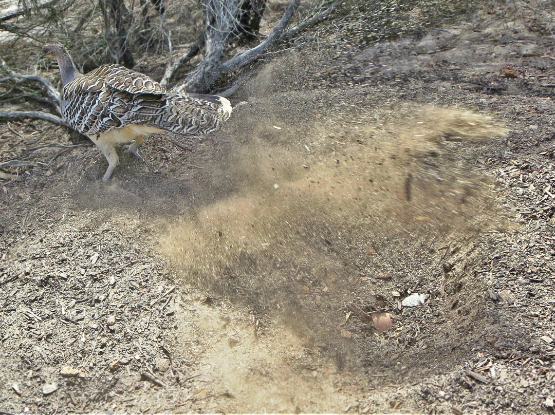 Yongergnow Australian Malleefowl Centre-Ongerup必去景点
