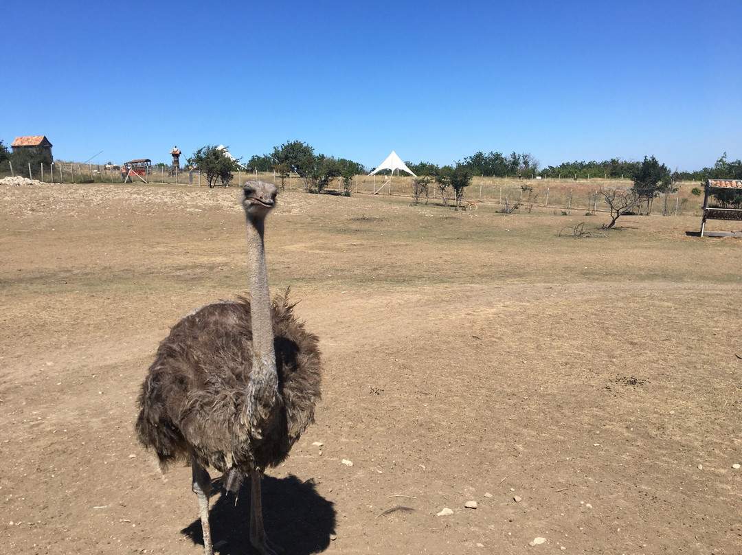 Antelope Park Safari Ranch-Izyumivka必去景点