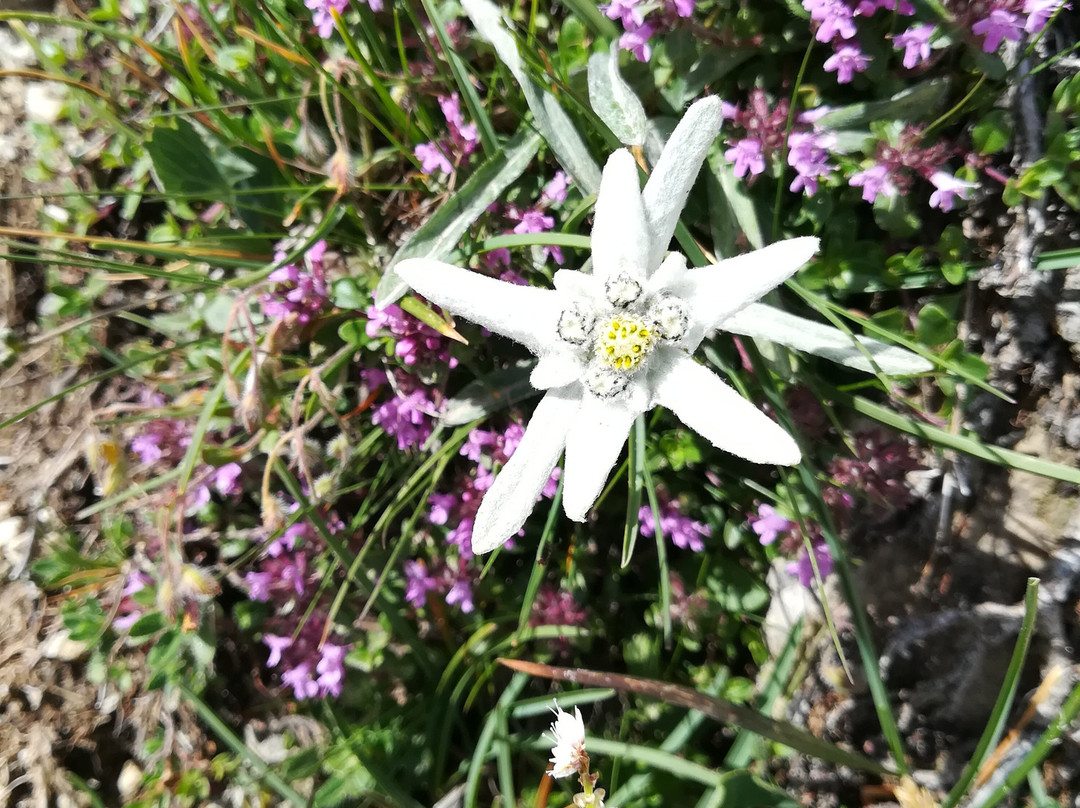 Picco Vallandro-蒙圭尔福-泰西多必去景点