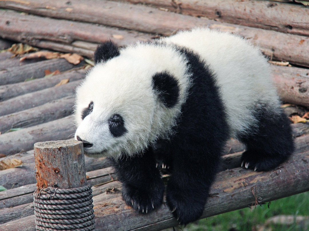 中国保护大熊猫研究中心景点图片