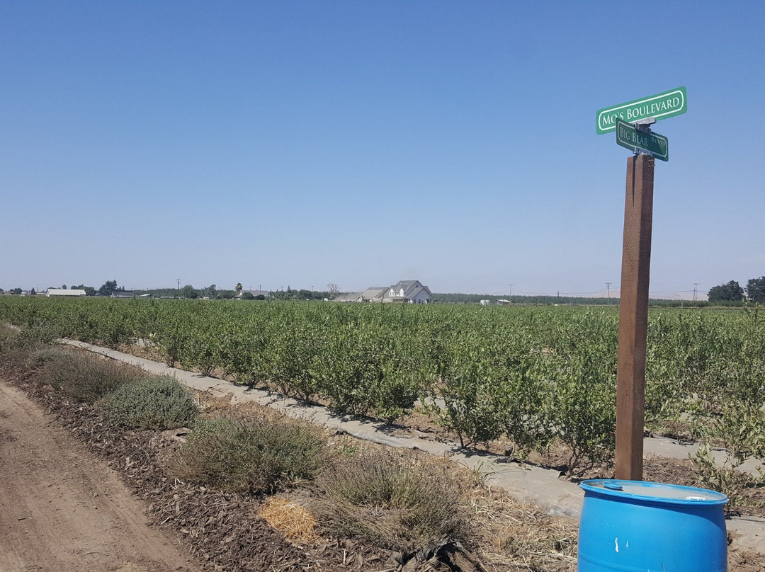 Tabitha Max Blueberry Farm-波特维尔必去景点