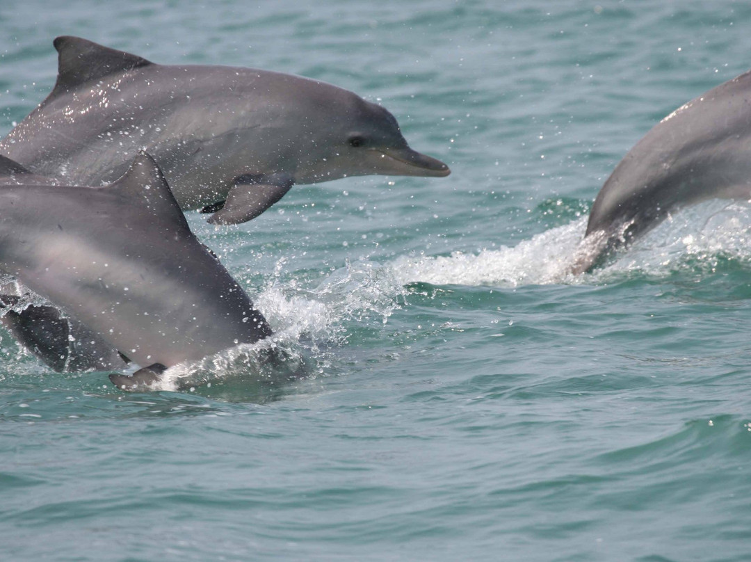 Instituto Boto Cinza-曼加拉蒂巴必去景点