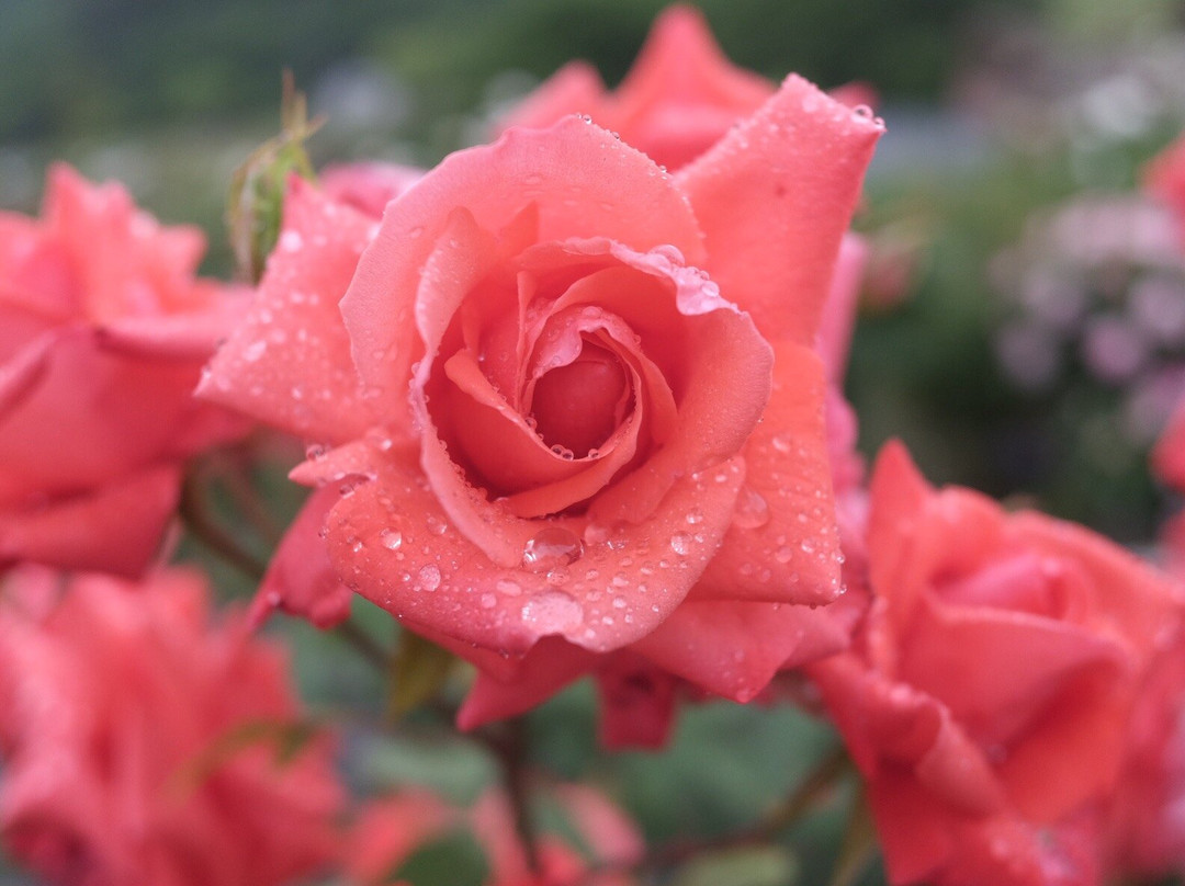 Higashizawa Rose Park景点图片
