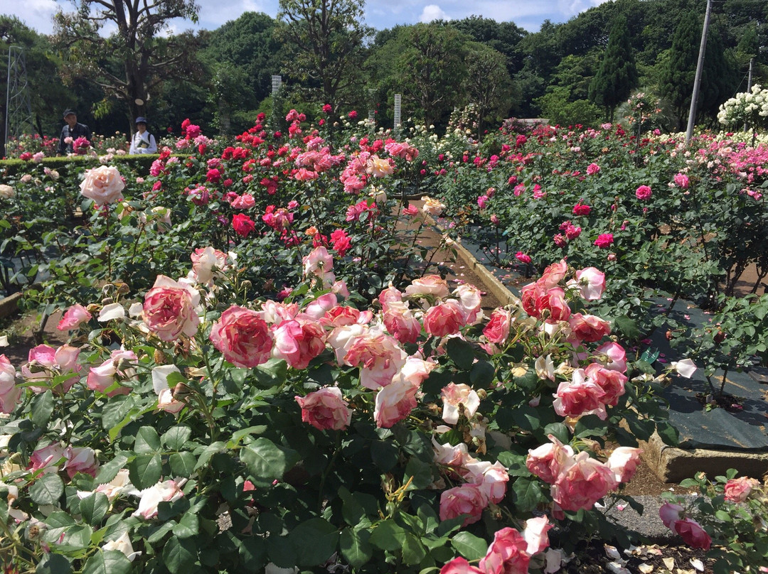Ikuta Ryokuchi Rose Garden景点图片