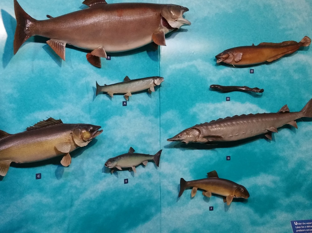 Northern Great Lakes Visitor Center景点图片