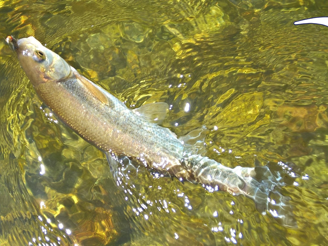 Madrid Fishing-拉斯罗萨斯必去景点