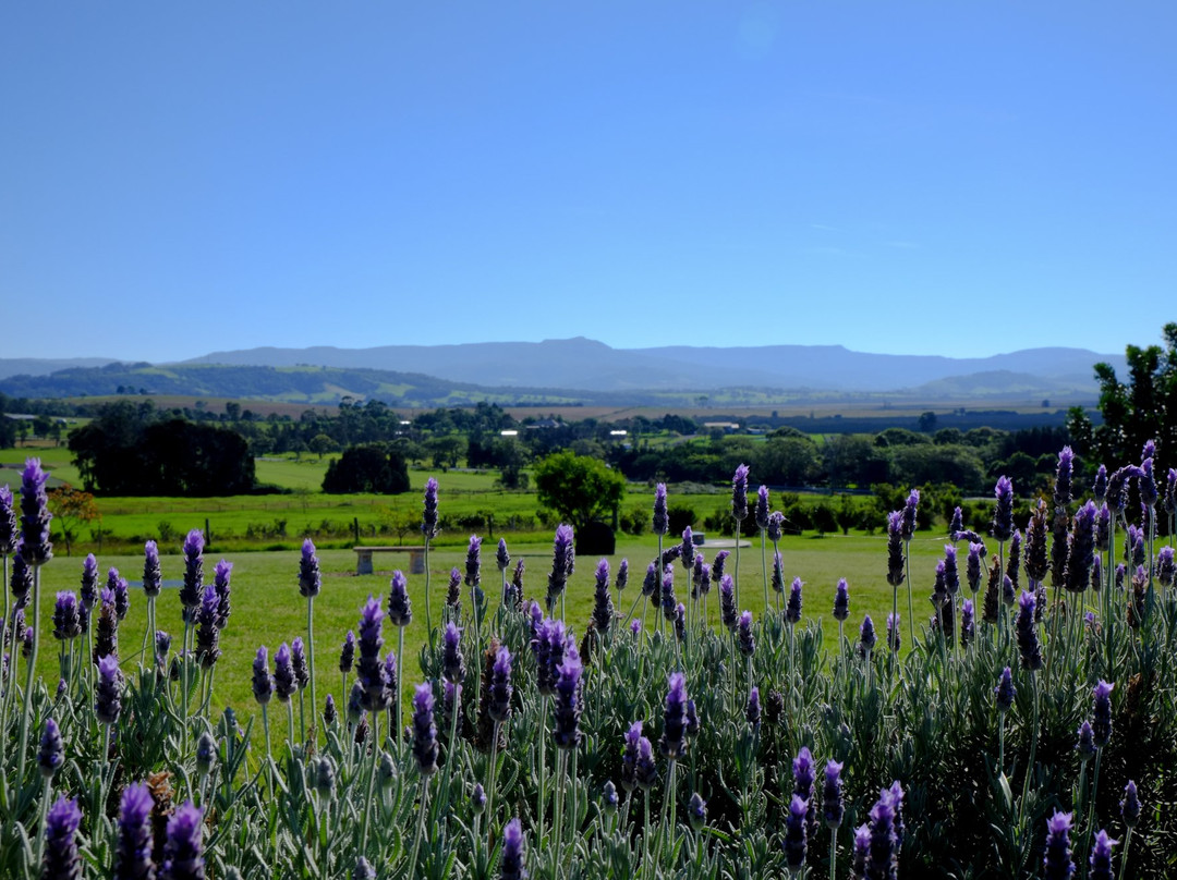 Mountain Ridge Wines - Winery, Restaurant, Art Gallery景点图片