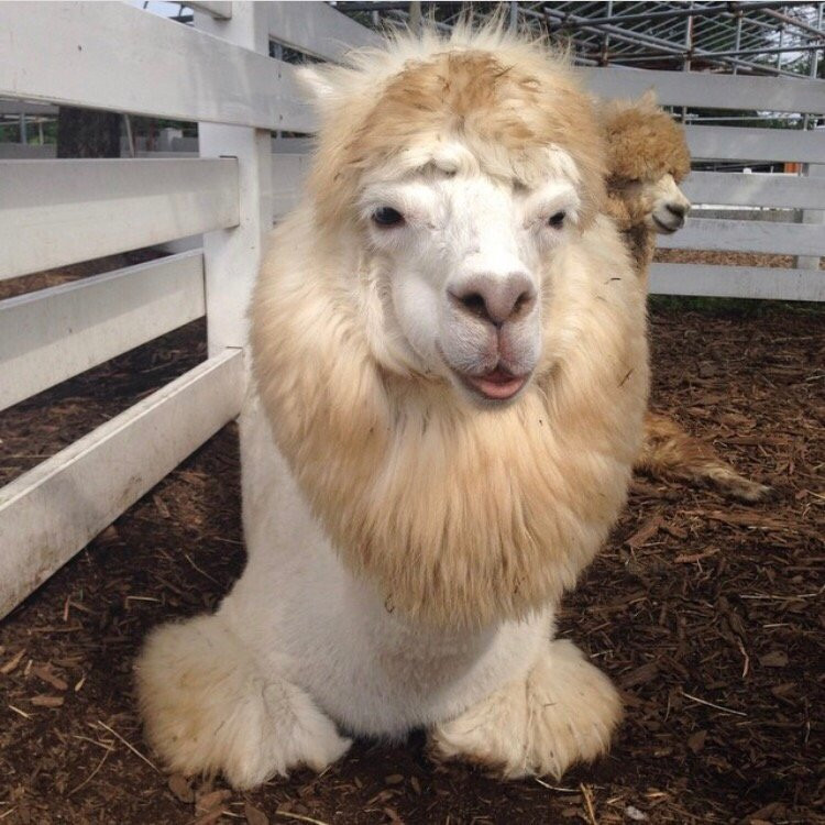 Nasu Alpaca Farm-那须町必去景点