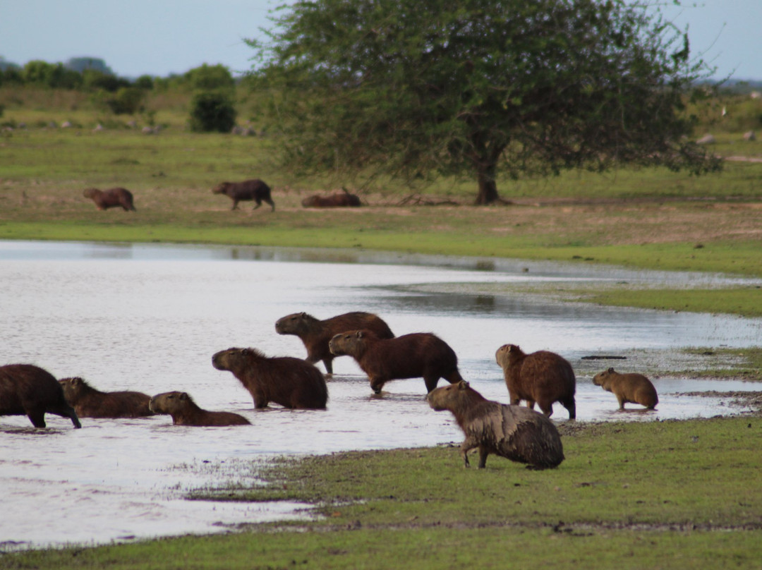 Wild Llanos Tours and Safaris景点图片
